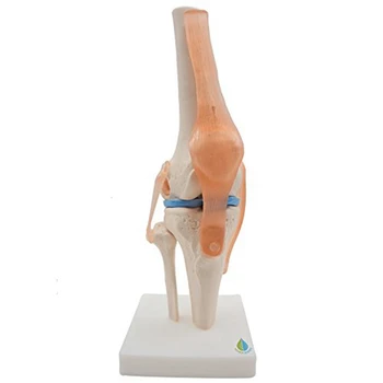 Анатомическая модель скелета коленного сустава, обучающая модель человеческого коленного сустава Со связками, модель в натуральную величину