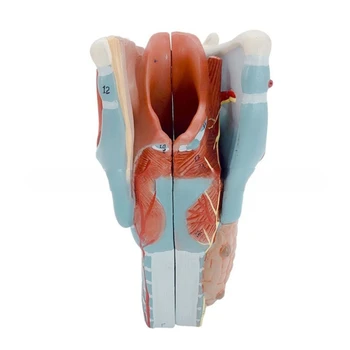 Анатомическая модель гортани анатомическая модель горла обучающий реквизит