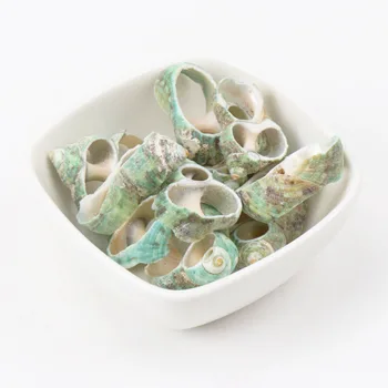 Зеленая Натуральная Спиральная Раковина SeaShells Conch Zeeschelp для DIY Домашнего декора ручной работы изготовление ювелирных изделий для Скрапбукинга 5шт 25-35 мм