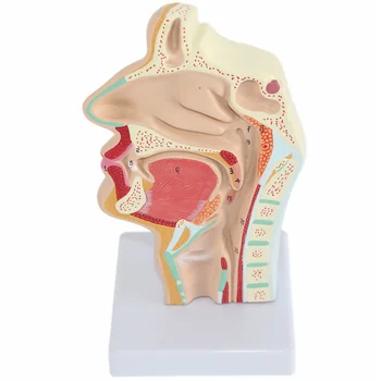 Модель Анатомии носа Анатомическая Голова Человека Горло Нос Медицинское Обучение Исследование полости рта Научная Секция полости рта Половина Глотки Mod