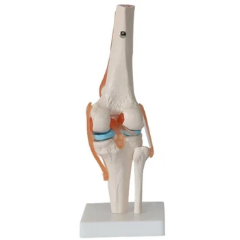 Модель тела, Анатомическая модель коленного сустава человека, гибкая модель скелета С функциональными связками И базовыми обучающими моделями