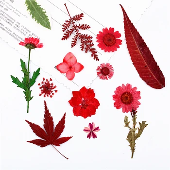 Натуральная прессованная смесь красных цветов, вечная роза, листья маргаритки для рождественской подарочной карты 